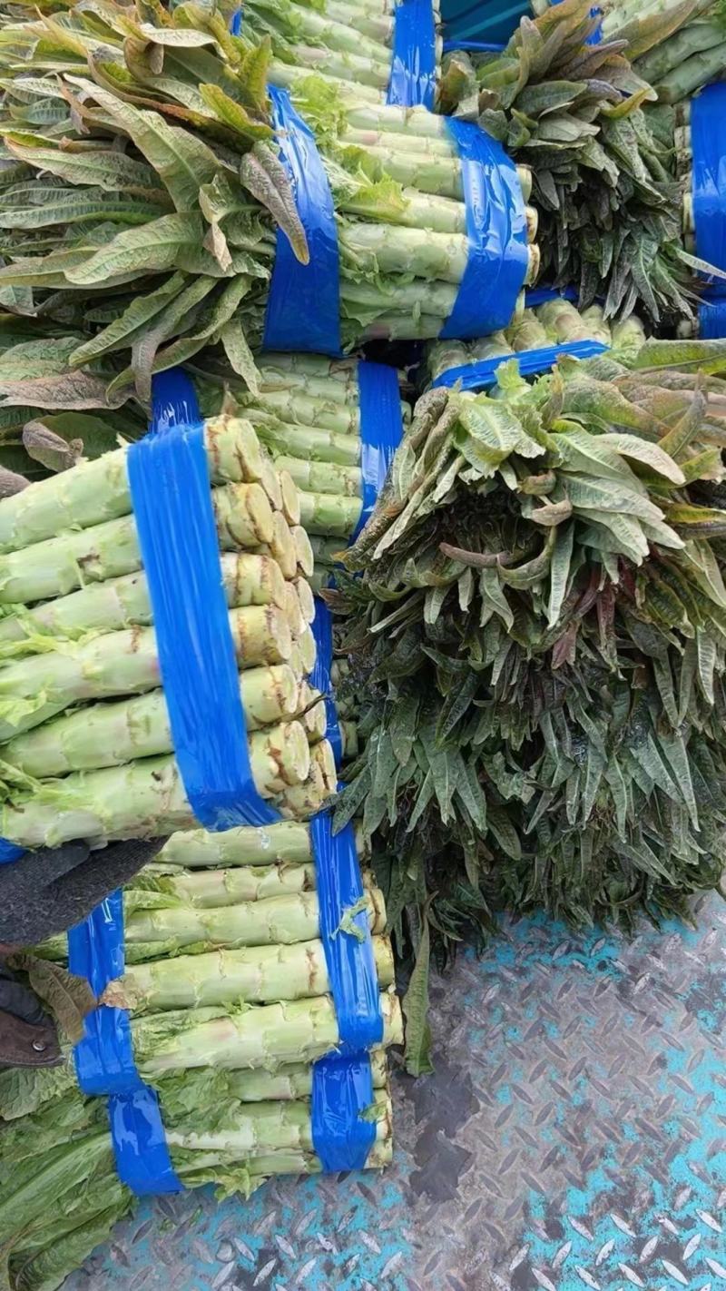 湖北荆门莴笋大量上市供应产地直发一手货源批发品质保证！