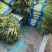 湖北荆门莴笋大量上市供应产地直发一手货源批发品质保证！