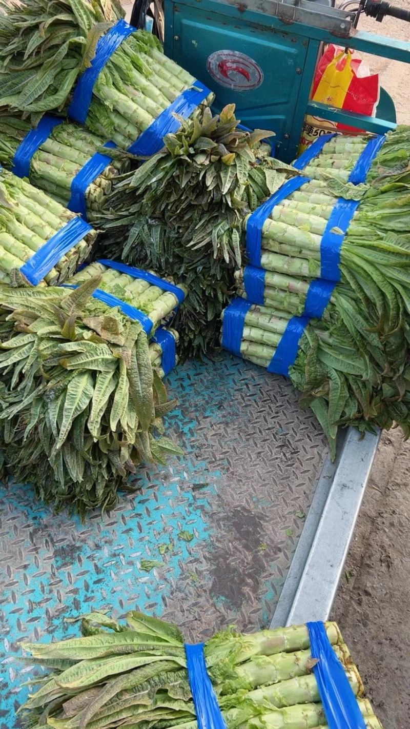 湖北荆门莴笋大量上市供应产地直发一手货源批发品质保证！