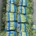 湖北荆门莴笋大量上市供应产地直发一手货源批发品质保证！