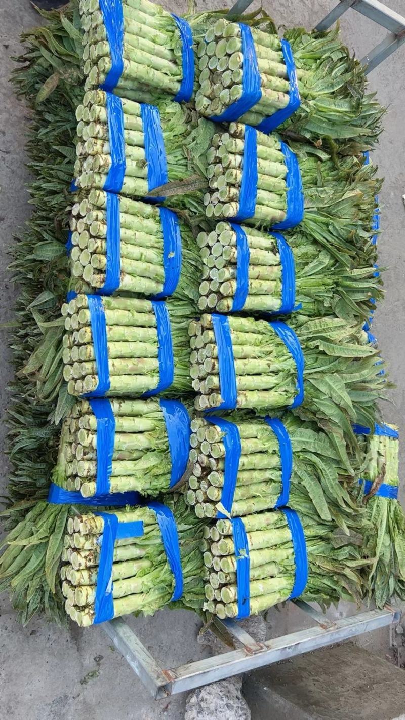 湖北荆门莴笋大量上市供应产地直发一手货源批发品质保证！