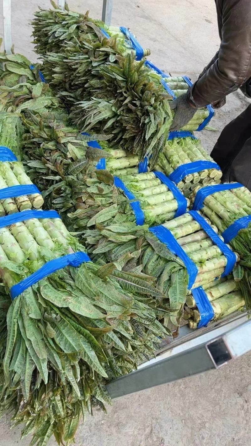 湖北荆门莴笋大量上市供应产地直发一手货源批发品质保证！