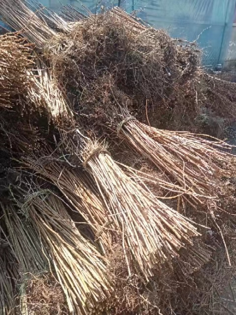 黑加仑两年可结果苗品种优美味美可口细腻入口