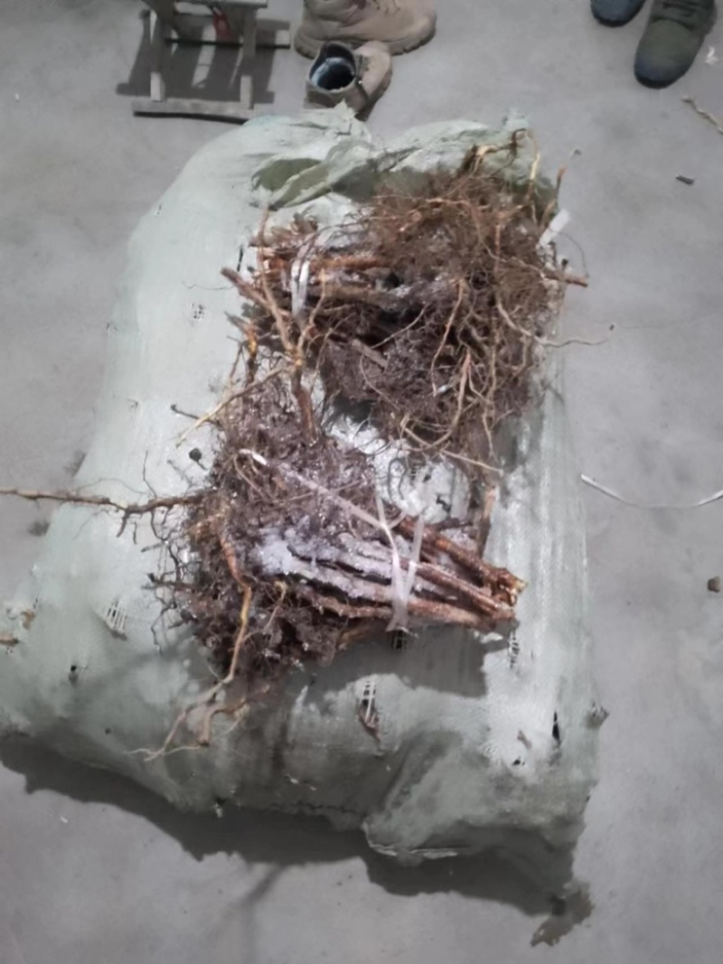黑加仑两年可结果苗品种优美味美可口细腻入口