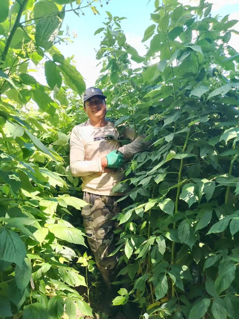 黑加仑两年可结果苗品种优美味美可口细腻入口