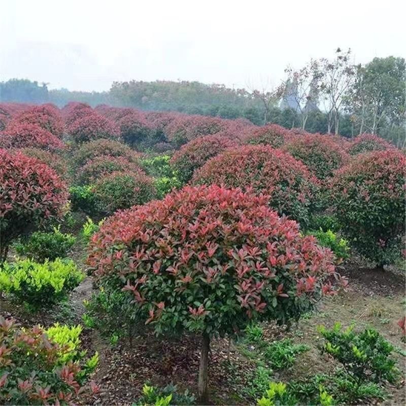 红叶石楠树小苗四季常青绿化苗木工程绿篱绿植红叶石楠苗耐热