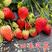 蒙特瑞草莓苗，四季草莓苗，不停的挂果，产量高，品种正包邮