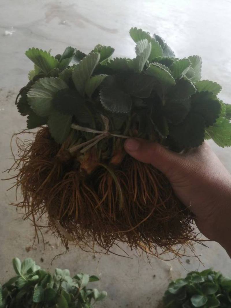 蒙特瑞草莓苗，四季草莓苗，不停的挂果，产量高，品种正包邮
