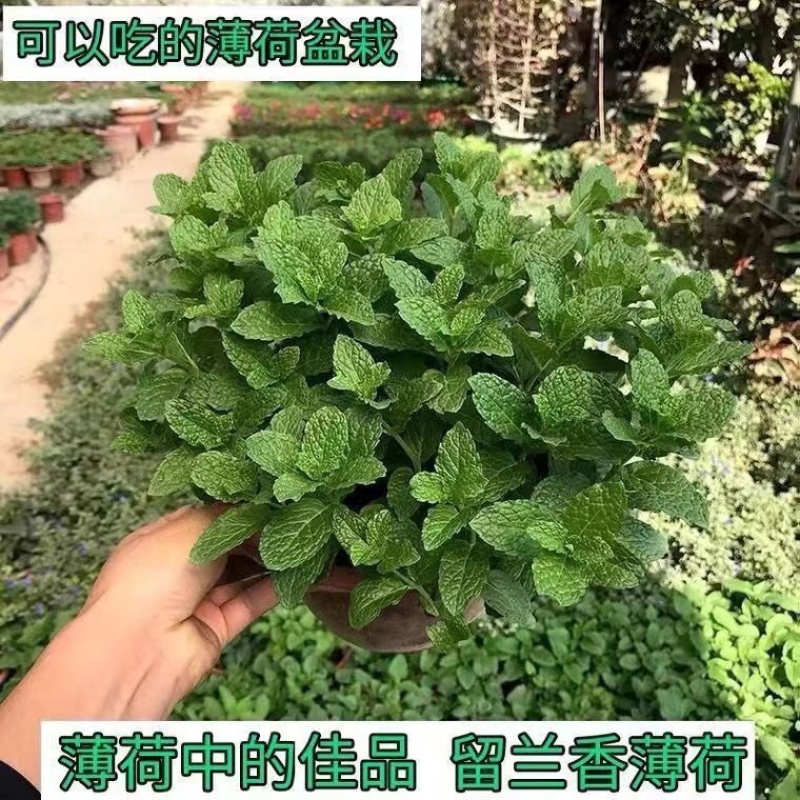 食用薄荷驱蚊花草植物四季阳台盆栽可食用观赏柠檬薄荷叶