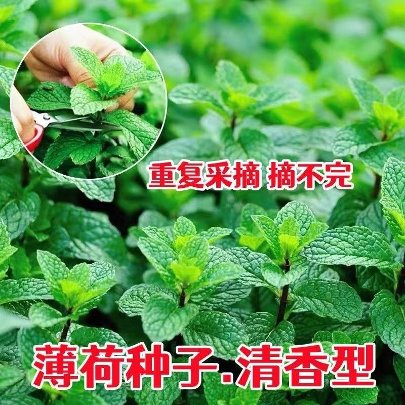食用薄荷驱蚊花草植物四季阳台盆栽可食用观赏柠檬薄荷叶