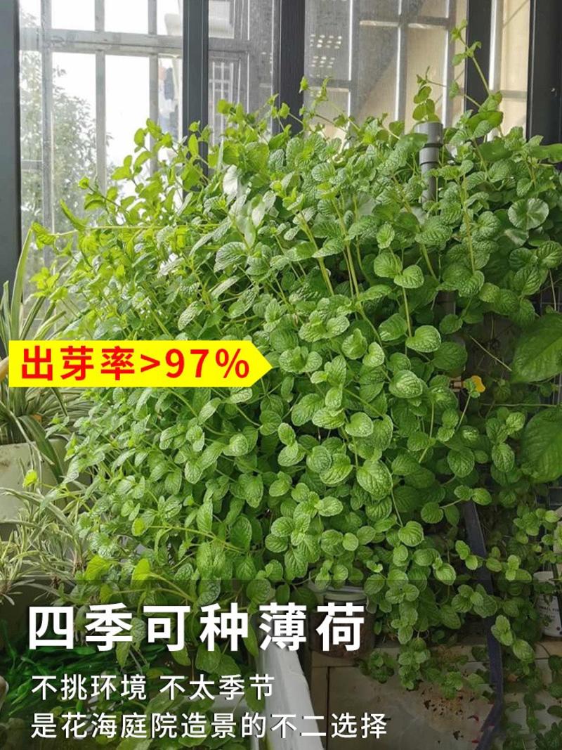 食用薄荷驱蚊花草植物四季阳台盆栽可食用观赏柠檬薄荷叶