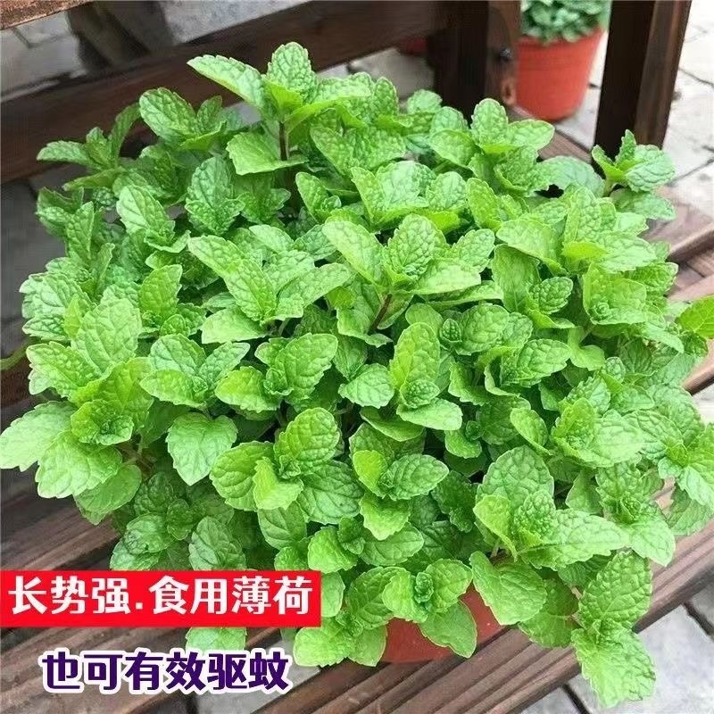 食用薄荷驱蚊花草植物四季阳台盆栽可食用观赏柠檬薄荷叶