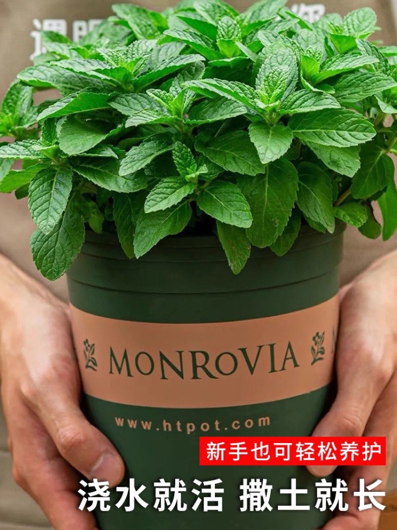 食用薄荷驱蚊花草植物四季阳台盆栽可食用观赏柠檬薄荷叶
