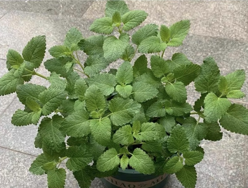 食用薄荷驱蚊花草植物四季阳台盆栽可食用观赏柠檬薄荷叶