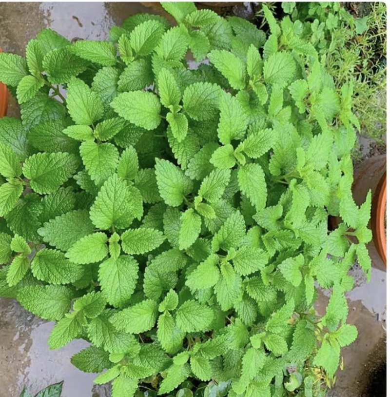 食用薄荷驱蚊花草植物四季阳台盆栽可食用观赏柠檬薄荷叶