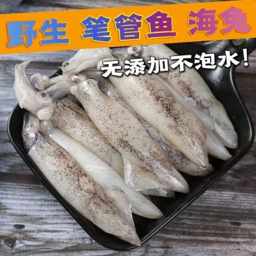 笔管鱼乌贼籽乌7-9只/斤全国可发，源头产地保质保量