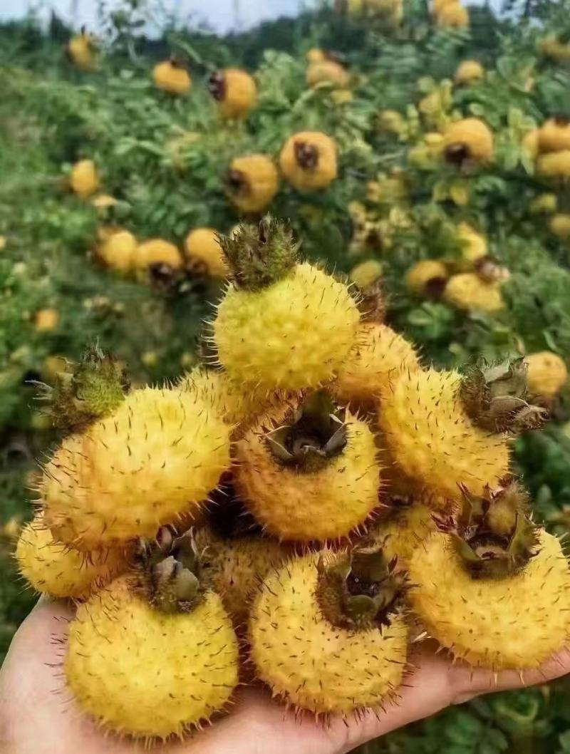刺梨苗