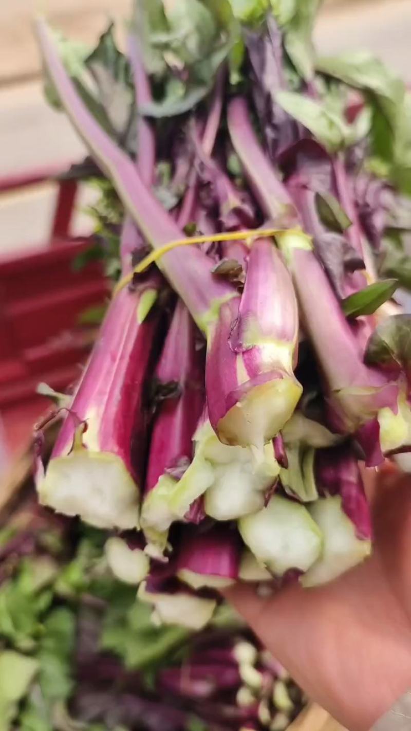 红菜苔一手货源支持产地看货产地打视频现货源充足