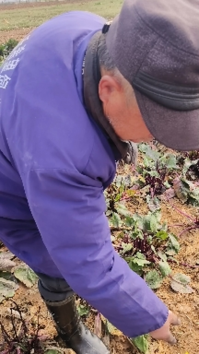 红菜苔一手货源支持产地看货产地打视频现货源充足