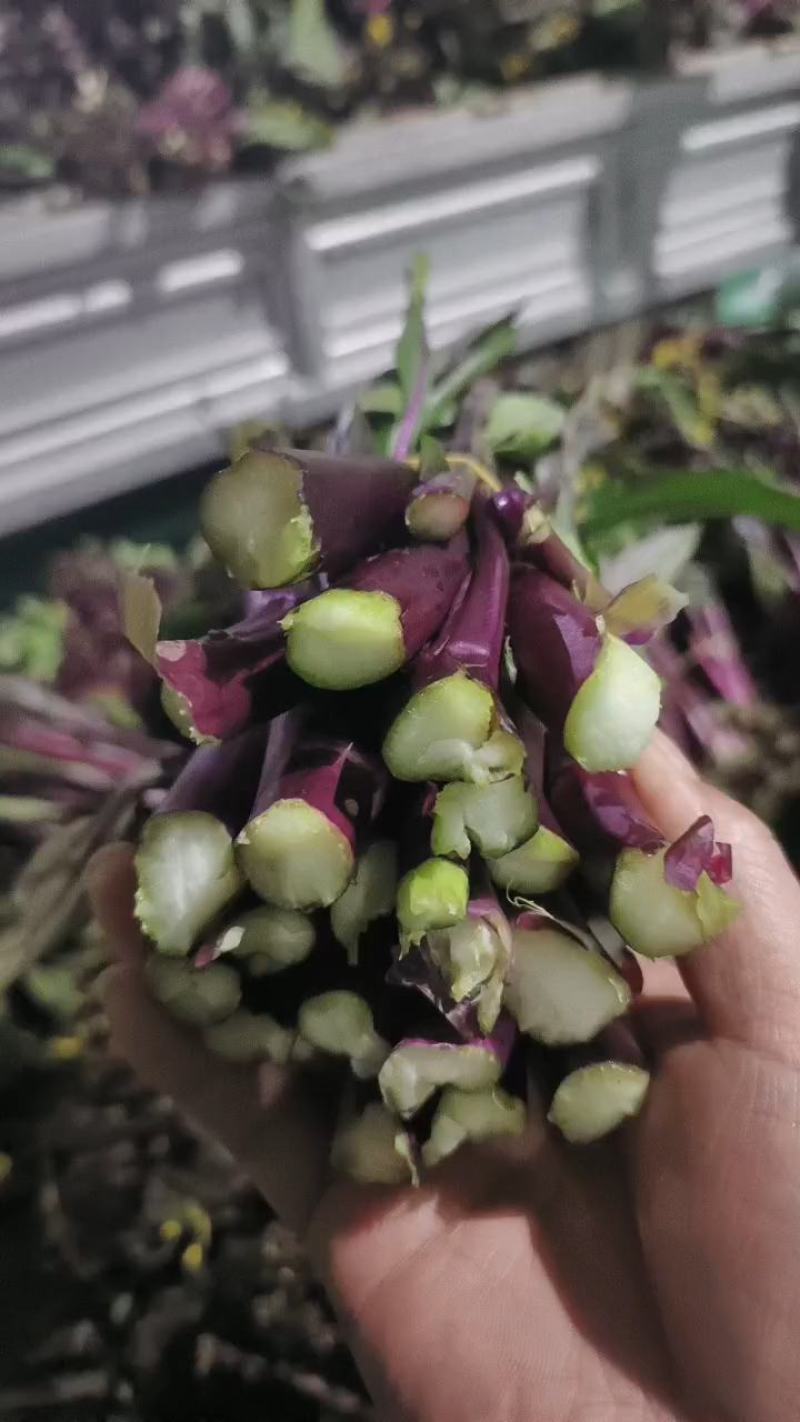 红菜苔一手货源支持产地看货产地打视频现货源充足