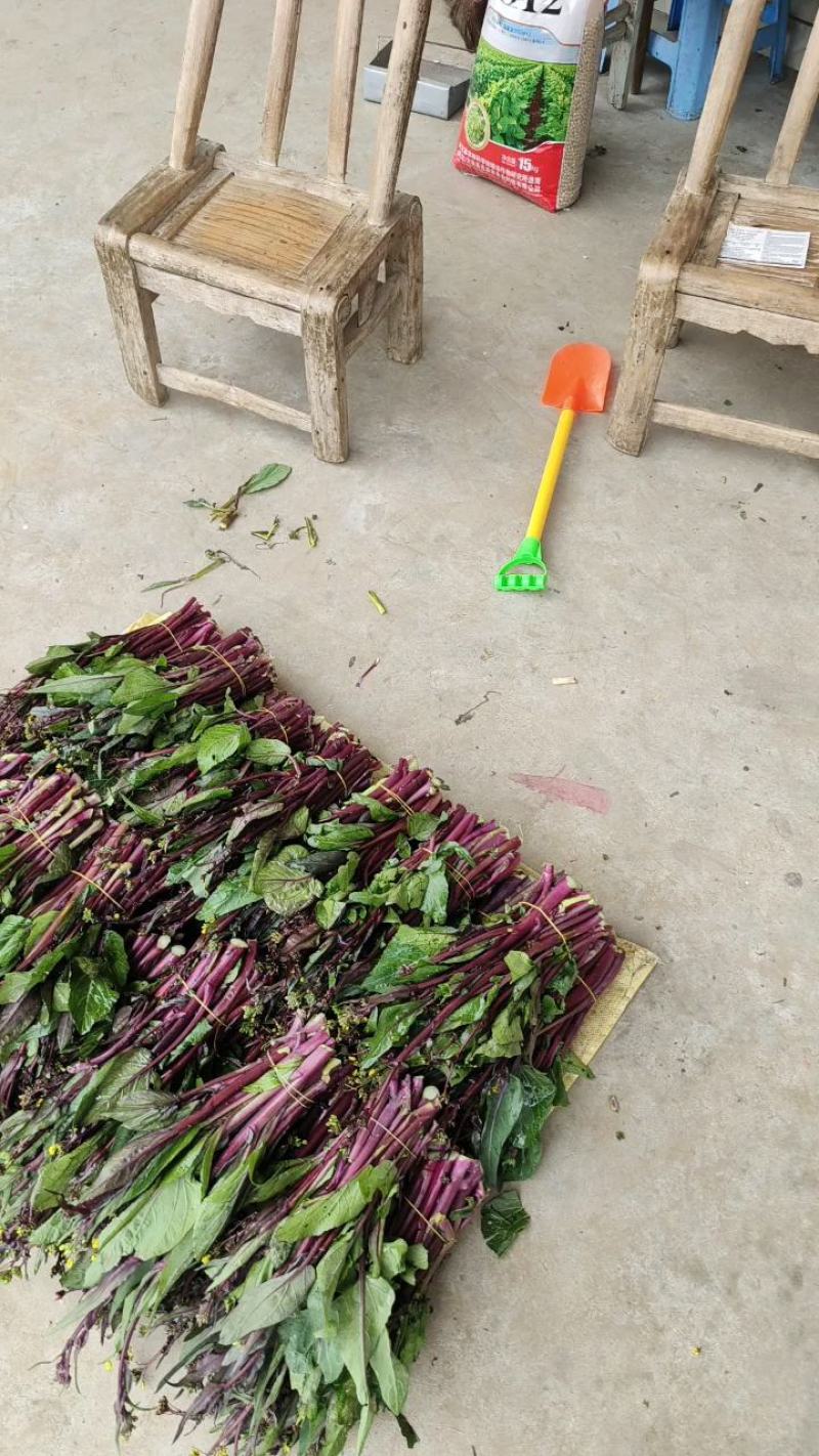 红菜苔一手货源支持产地看货产地打视频现货源充足