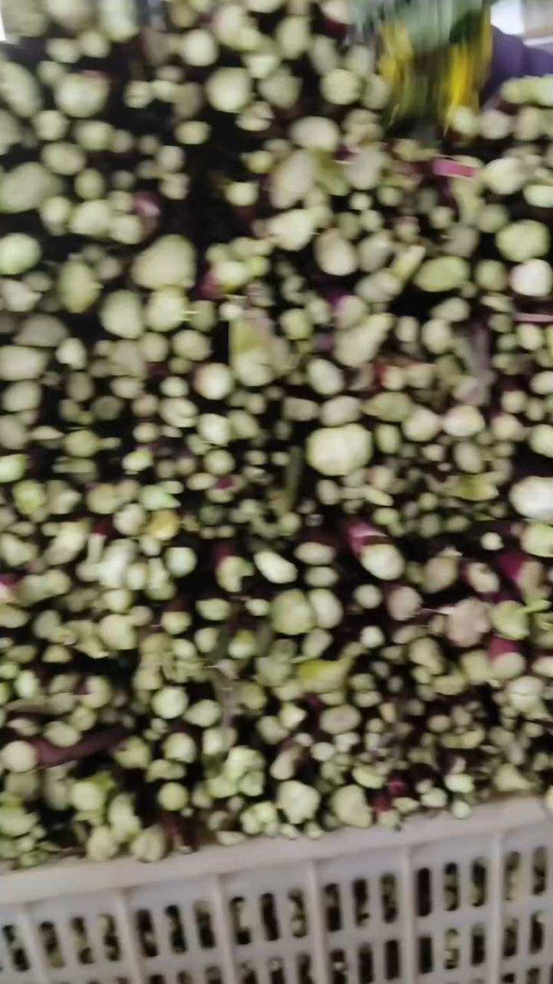 红菜苔一手货源支持产地看货产地打视频现货源充足