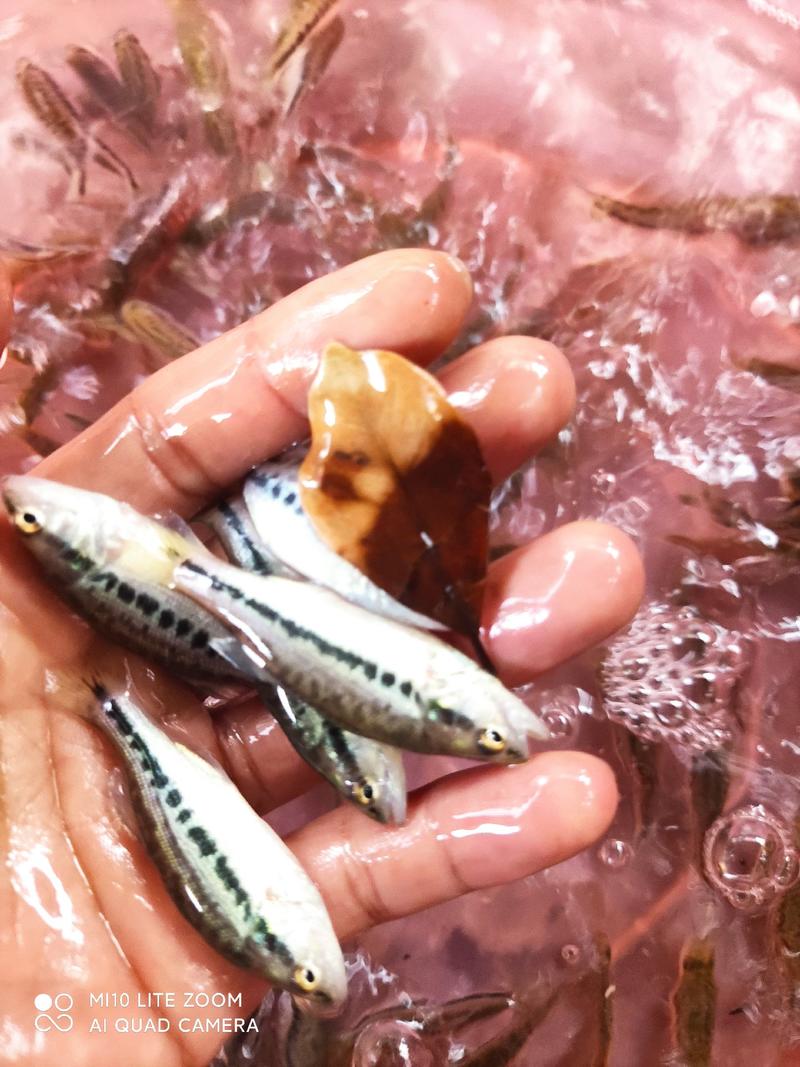 【优】精品鲈鱼苗，大量批发全国发货，欢迎客位养殖户订购。