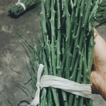 爱媛58号嫁接枝条。9月成熟，