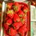 【新乐草莓】精品奶油草莓红颜草莓大量上市欢迎致电