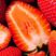 【新乐草莓】精品奶油草莓红颜草莓大量上市欢迎致电