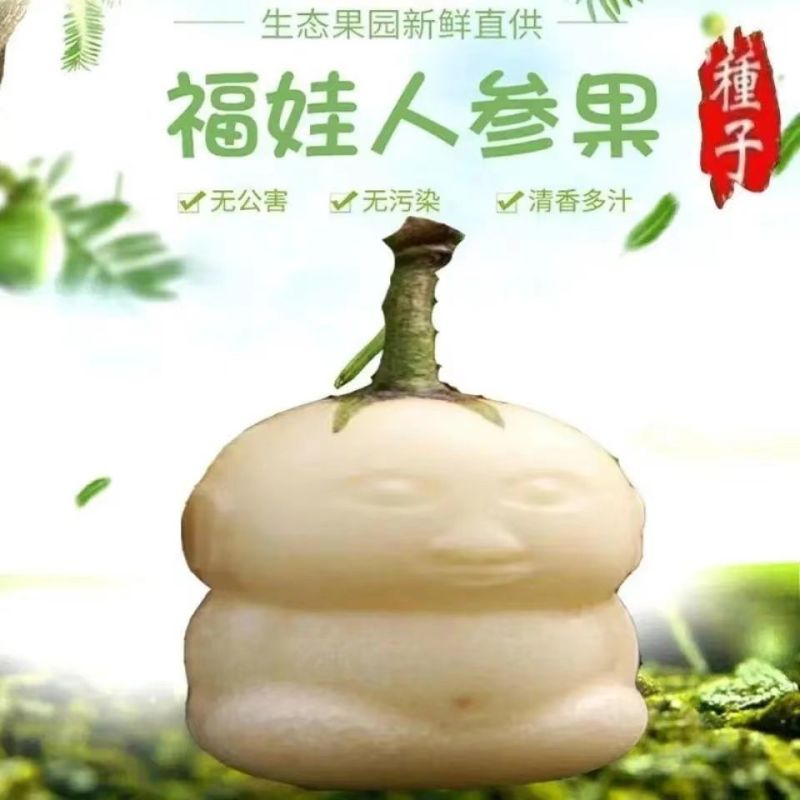 买-送-颗当年结果人参果树苗盆栽花卉绿植水果树苗
