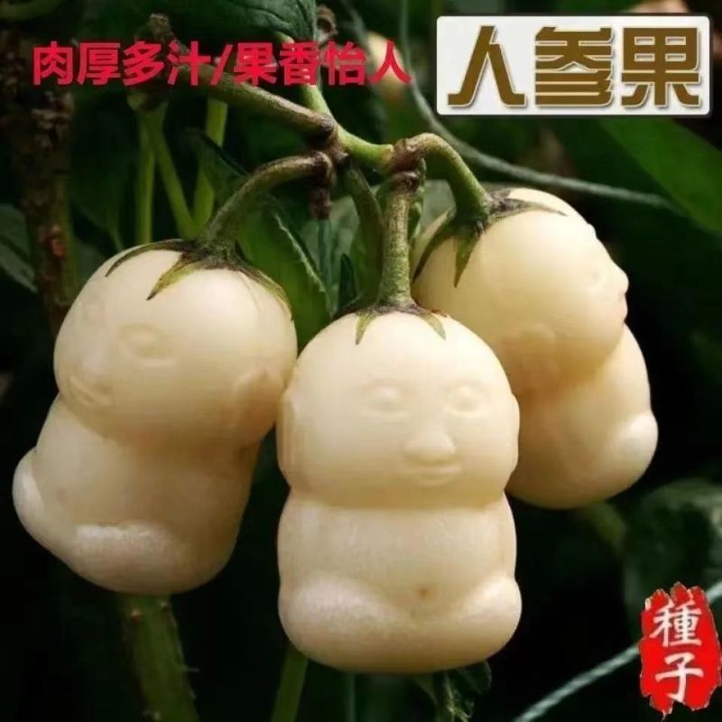 买-送-颗当年结果人参果树苗盆栽花卉绿植水果树苗