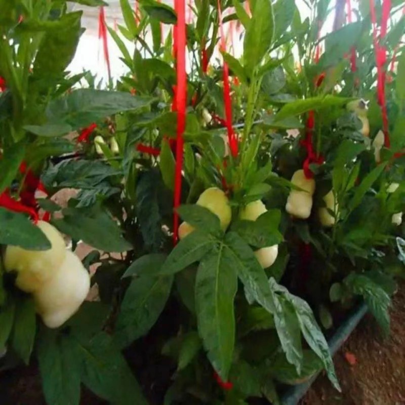 买-送-颗当年结果人参果树苗盆栽花卉绿植水果树苗