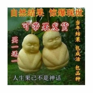 买-送-颗当年结果人参果树苗盆栽花卉绿植水果树苗