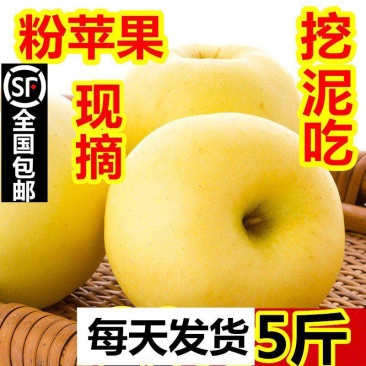 烟台黄元帅苹果粉糯香甜一件代发整车落地配电商抖音快手团购