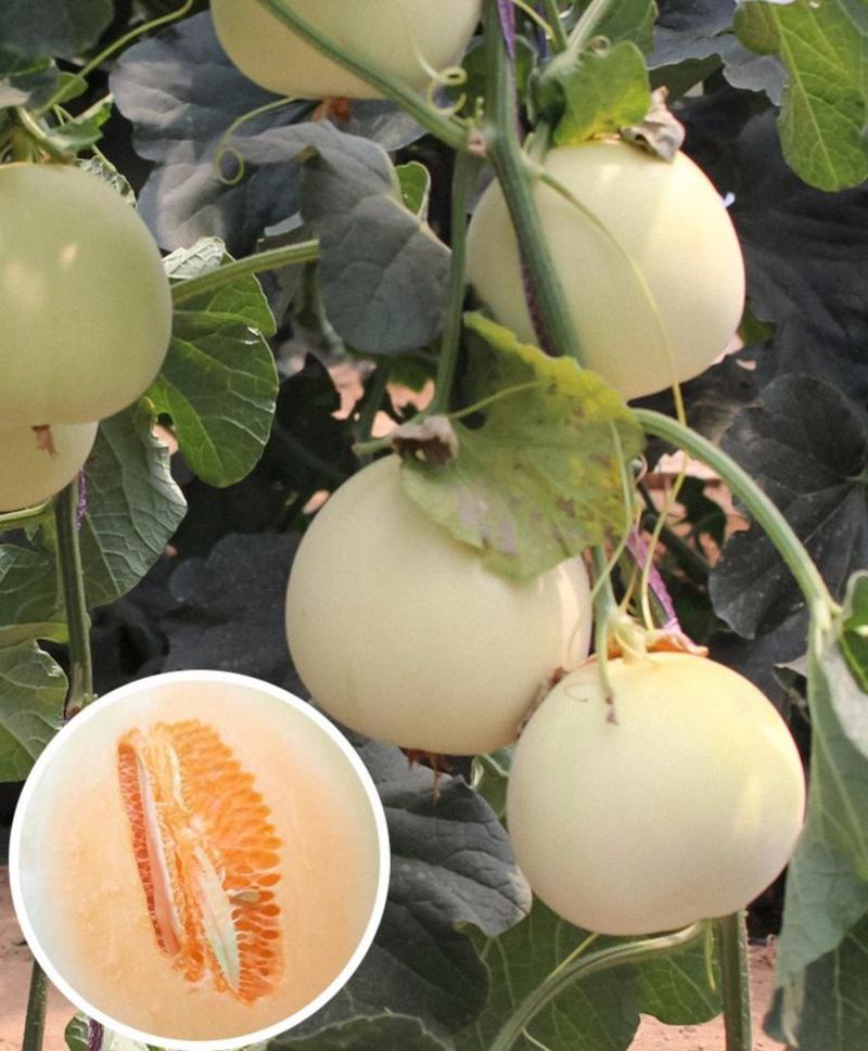 改良脆甜八号甜瓜种子白甜蜜香瓜种籽四季播种农家瓜果蔬