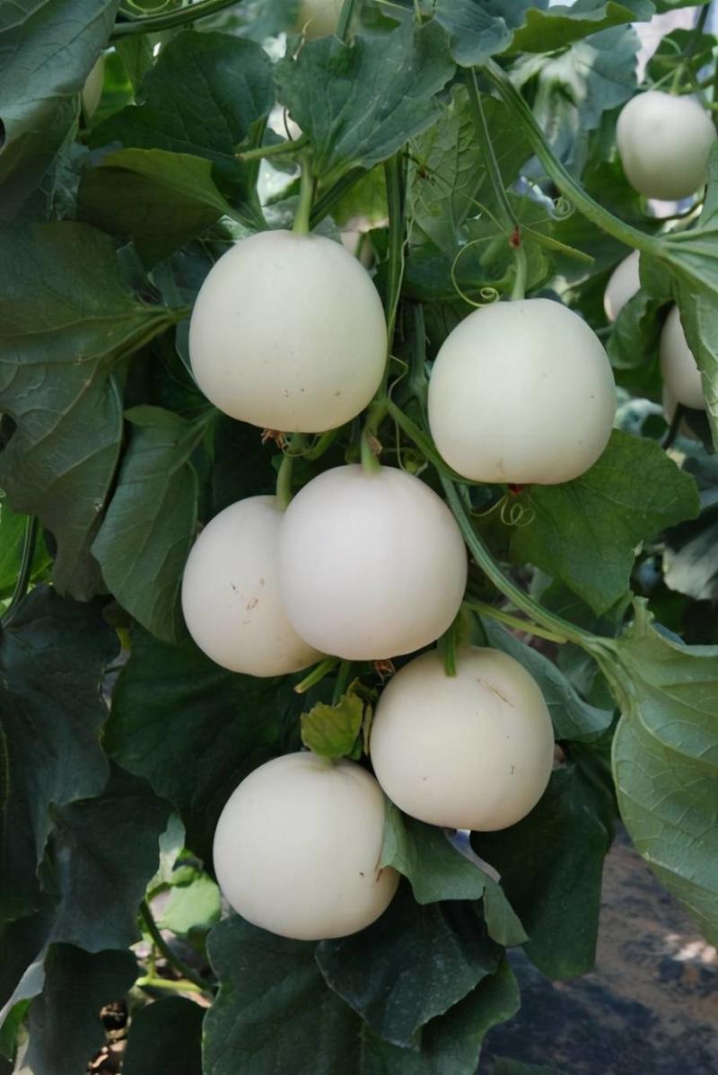 改良脆甜八号甜瓜种子白甜蜜香瓜种籽四季播种农家瓜果蔬