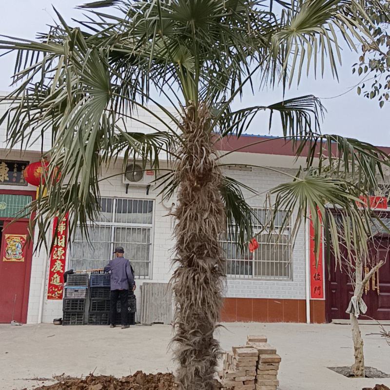 精品棕榈树叶子可以做扇子棕树籽可以炸油