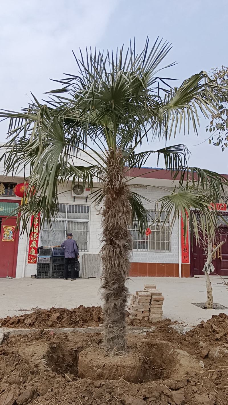 精品棕榈树叶子可以做扇子棕树籽可以炸油