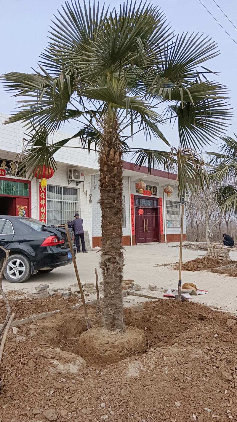 精品棕榈树叶子可以做扇子棕树籽可以炸油
