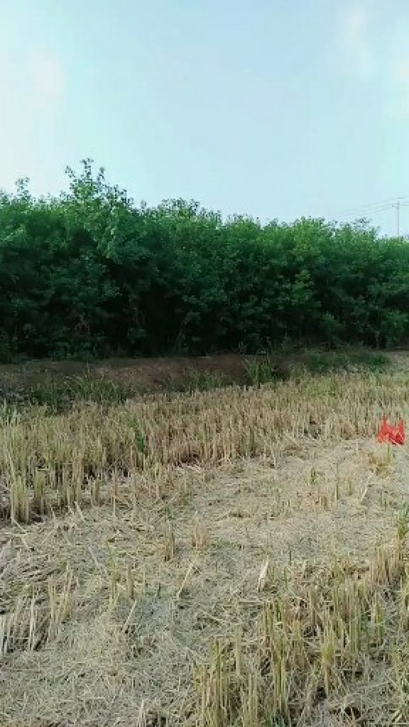 乌桕树