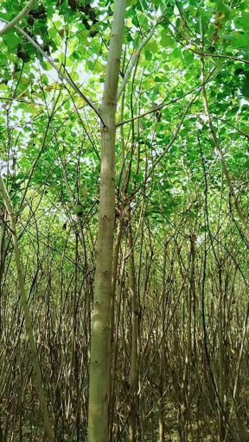 乌桕树