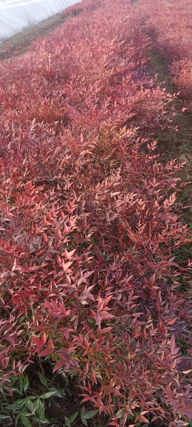 蓝天竹营养杯火焰红南天竹高45厘米左右冠幅28厘