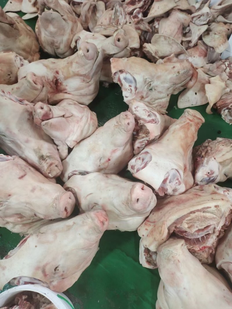 母猪无耳头