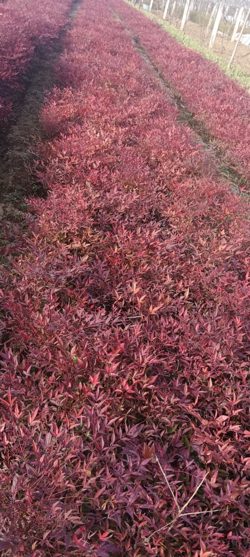 蓝天竹营养杯火焰红南天竹高45厘米左右冠幅28厘