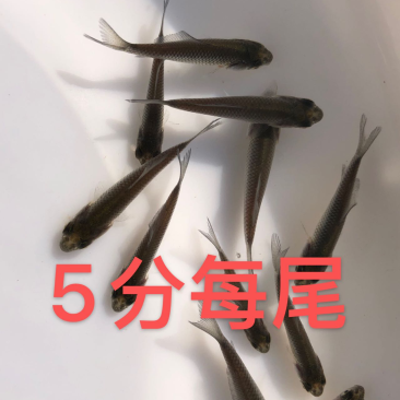 中科五号鲫鱼中科三号抗病能力强银鲫湘云鲫