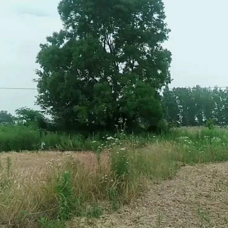 乌桕树