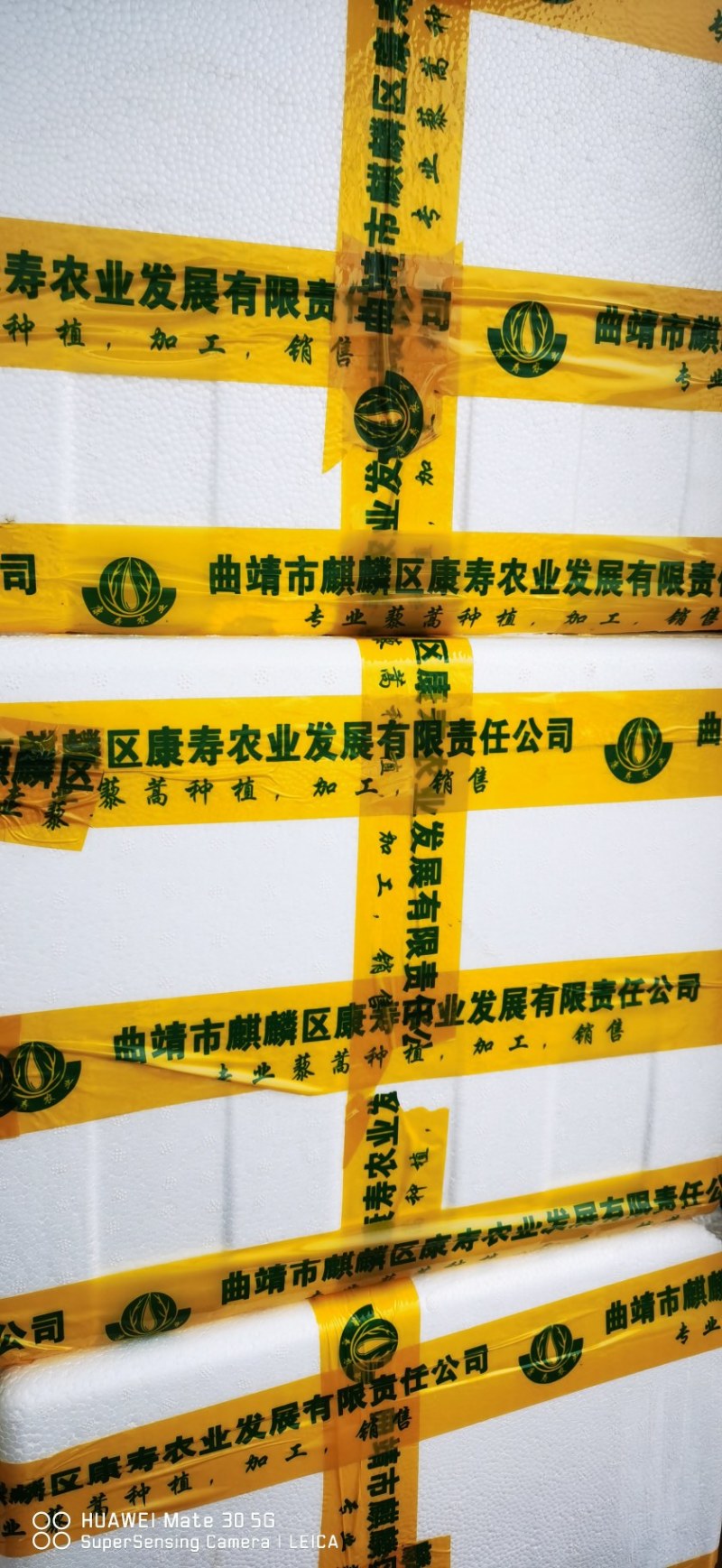 康寿农业，专业芦蒿