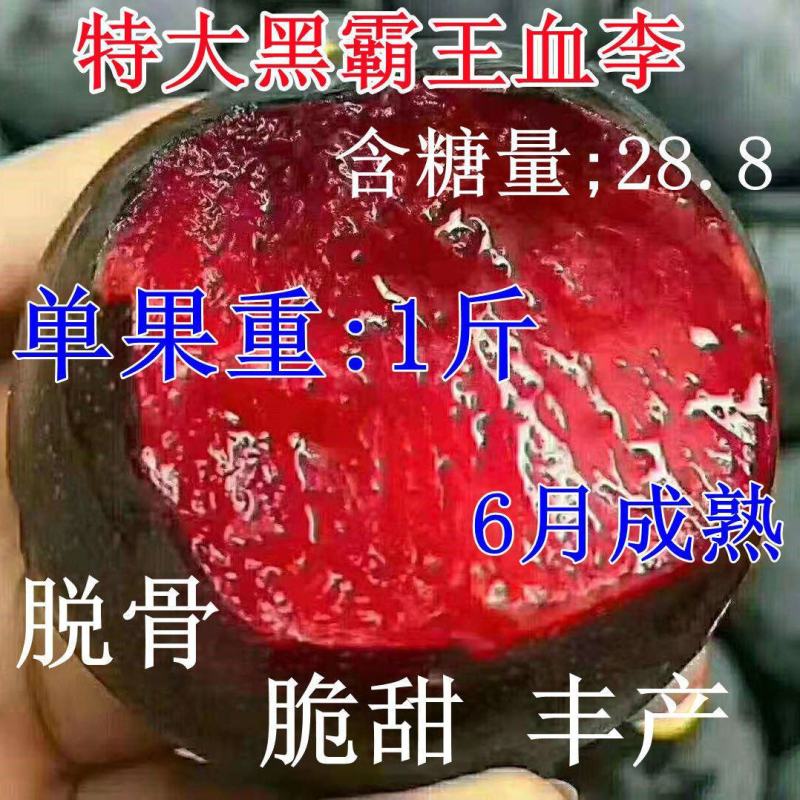 特大李子树苗嫁接霸王李子苗耐寒耐旱盆栽地载南北方种植