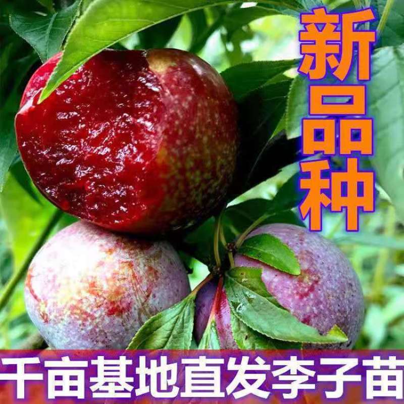 特大李子树苗嫁接霸王李子苗耐寒耐旱盆栽地载南北方种植
